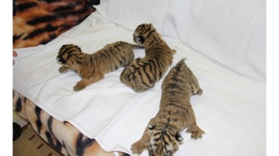 01_400_213 01_400_213