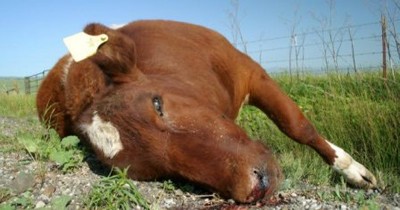 1464077252_tayny-zhivotnyh-1_400 1464077252_tayny-zhivotnyh-1_400