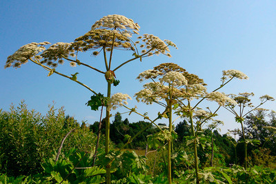 146fefb1f3ff6c8f654cce6a538a956c_400 146fefb1f3ff6c8f654cce6a538a956c_400