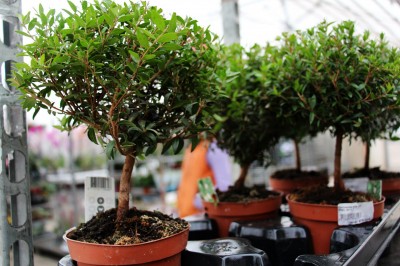 31ezvn06nro_400 31ezvn06nro_400