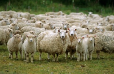 50_asian_experiences_sheep_400 50_asian_experiences_sheep_400
