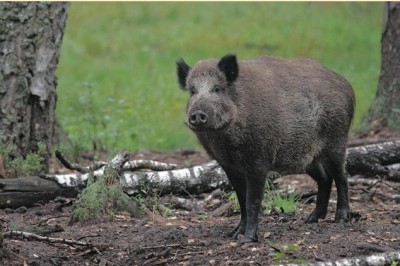 74111dd83799_400_01 74111dd83799_400_01