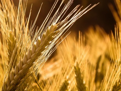 _________400 _________400