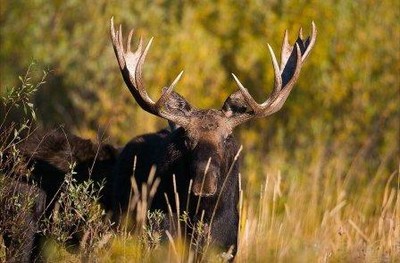 atxx9lfalsu_400 atxx9lfalsu_400