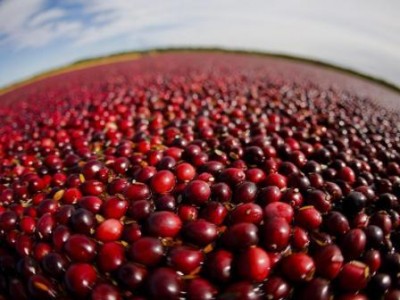 bk_info_orig_36467_1443090923_400_01 bk_info_orig_36467_1443090923_400_01