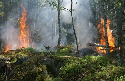 forest-fire-432870_960_720_400_02 forest-fire-432870_960_720_400_02