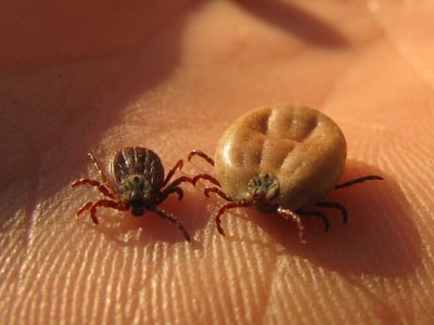 iksodovyy-kleshch-2_400 iksodovyy-kleshch-2_400