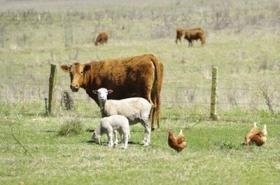 kisnbog_y6a_400 kisnbog_y6a_400