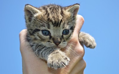 kitten-in-hand_1920x1200_400 kitten-in-hand_1920x1200_400