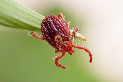 rico-r57dc4_400 rico-r57dc4_400