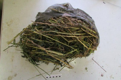 solomka_400 solomka_400