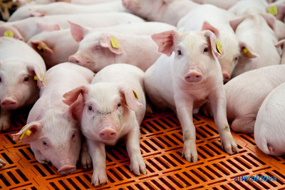 tradeboard7gl2ca_img_400 tradeboard7gl2ca_img_400