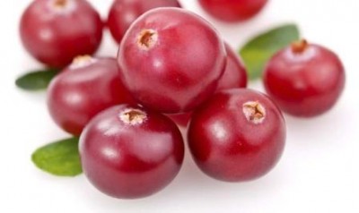 v_vitebskoy_oblasti_sdvinuli_sroki_sbora_yagod_brusniki_i_klyukvy_400 v_vitebskoy_oblasti_sdvinuli_sroki_sbora_yagod_brusniki_i_klyukvy_400