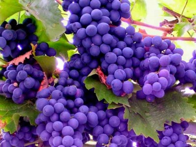 vin1_400 vin1_400